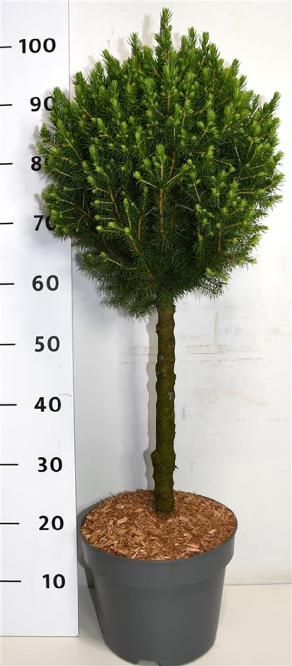 Picea gl. 'Conica' - 40 CM Stem C7.5